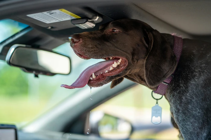 Hund Im Auto Sommer