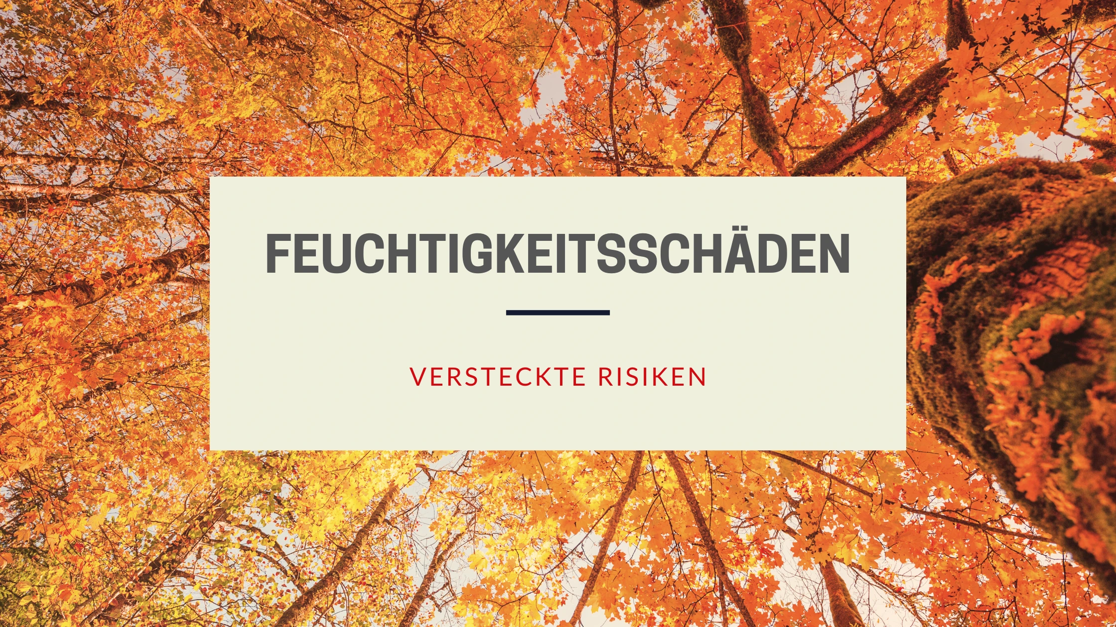 Laub & Feuchtigkeit Blog Banner Bild